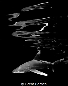 An oceanic white shark with surface reflections at Cat Is... by Brent Barnes 